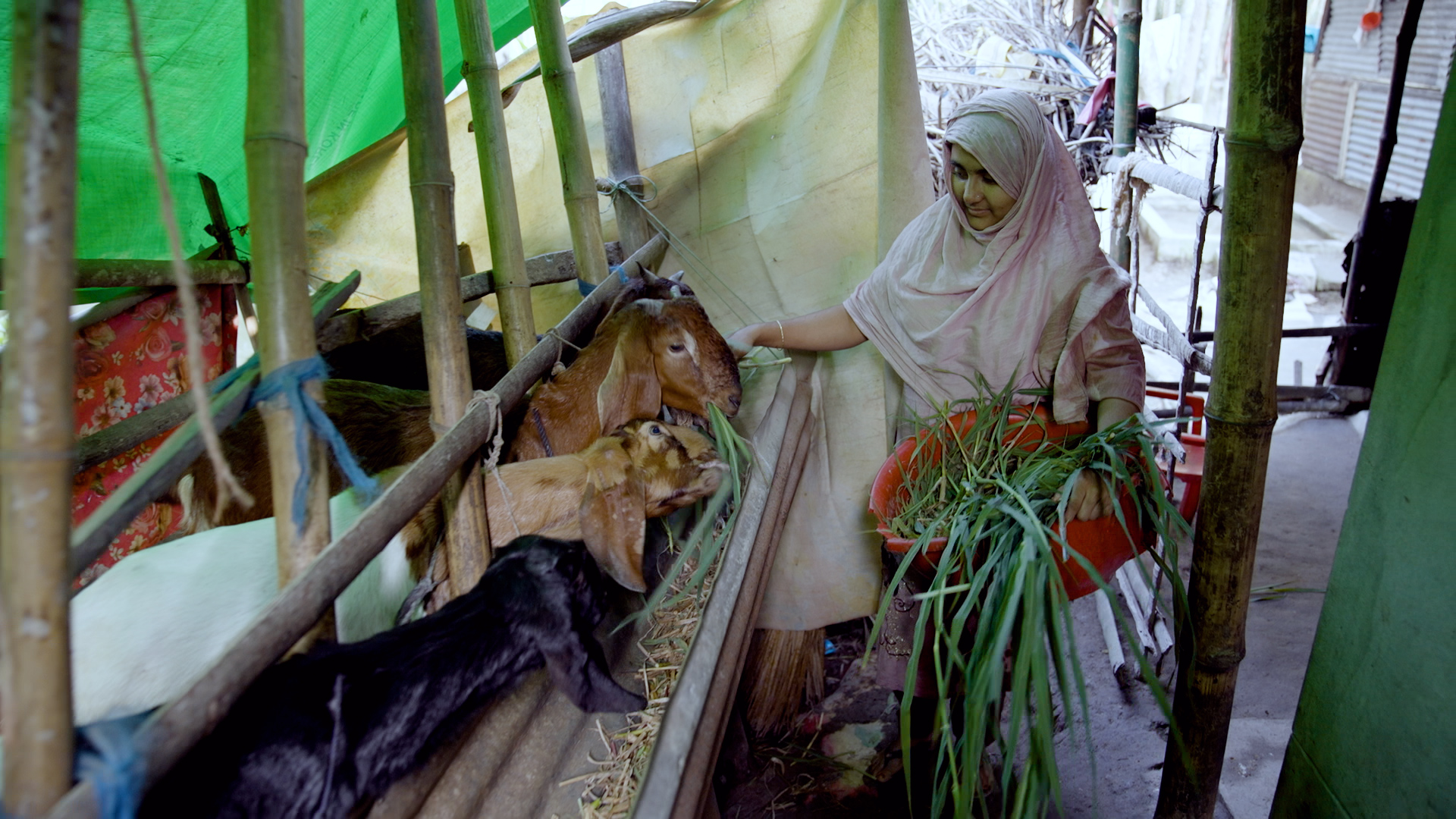 Livelihood Development Program